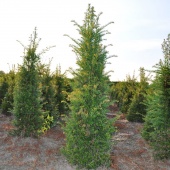 Taxus baccata 200-225 cm